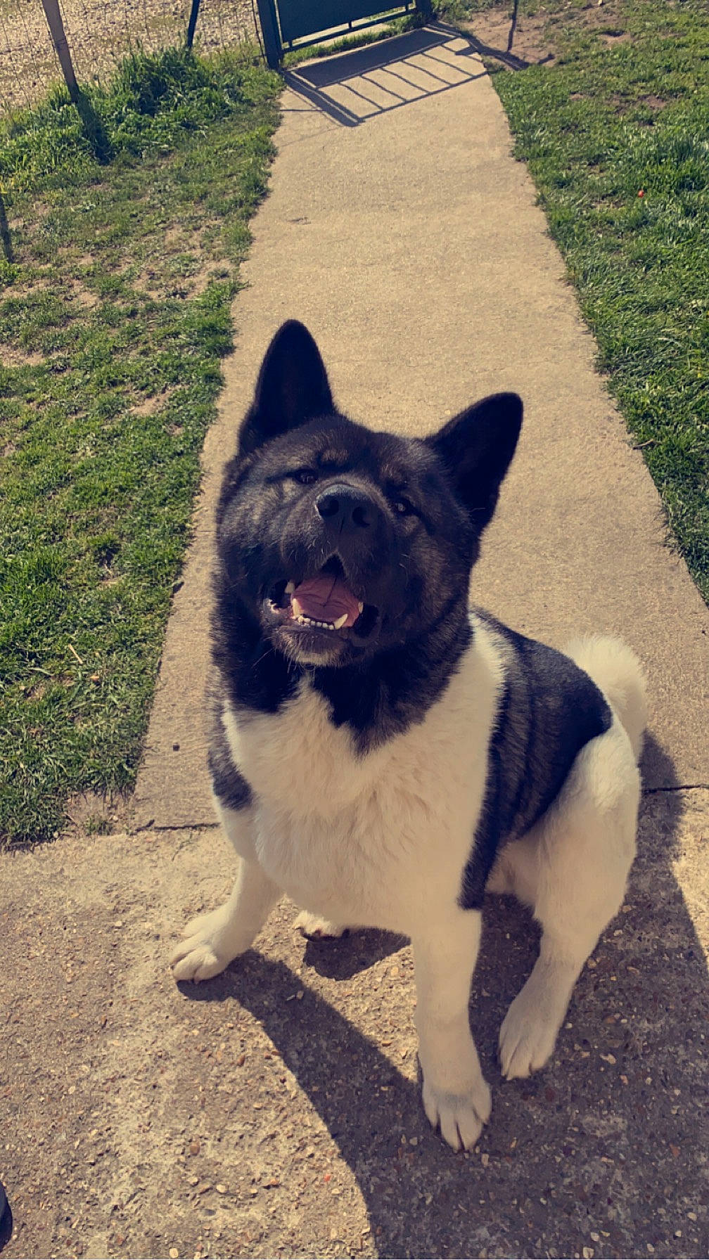 Storm a rejoint le concours — aidez-le/la à gagner de superbes lots ! art, carnivore, collar, companion_dog, dog, dog_breed, dog_collar, door, fang, grass, mammal, plant, road_surface, shadow, snout, sporting_group, tail, tints_and_shades, tree, working_animal