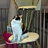 Bella participe au concours pour gagner de l'argent avec cette photo : cat, calico_cat, pet, animal, sitting, cat_tree, scratching_post, homemade_furniture, wood, chair, pink_chair, indoor, balcony, railing, staircase, tile_floor, white_fur, black_fur, orange_fur, portrait