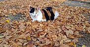 Bella a rejoint le concours — aidez-le/la à gagner de superbes lots ! cat, calico_cat, animal, pet, feline, autumn, fall, leaves, outdoor, garden, ground, gravel, yellow_flower, black_white_orange, lying_down, looking_at_camera, whiskers, ears, nature, seasonal
