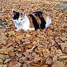 cat, calico_cat, animal, pet, feline, autumn, fall, leaves, outdoor, garden, ground, gravel, yellow_flower, black_white_orange, lying_down, looking_at_camera, whiskers, ears, nature, seasonal