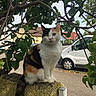 cat, calico_cat, animal, pet, sitting, outdoor, tree, leaves, mossy_wall, portrait, whiskers, ears, eyes, fur, tricolor, tail, street, residential_area, van, daylight