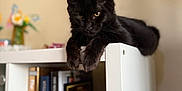 Archie participe au concours pour gagner de l'argent avec cette photo : animal, black_cat, blurred_background, books, bookshelf, cat, curious, cute, feline, flowers, furniture, home, indoor, mirror, paws, pet, relaxed, resting, sitting, white_furniture