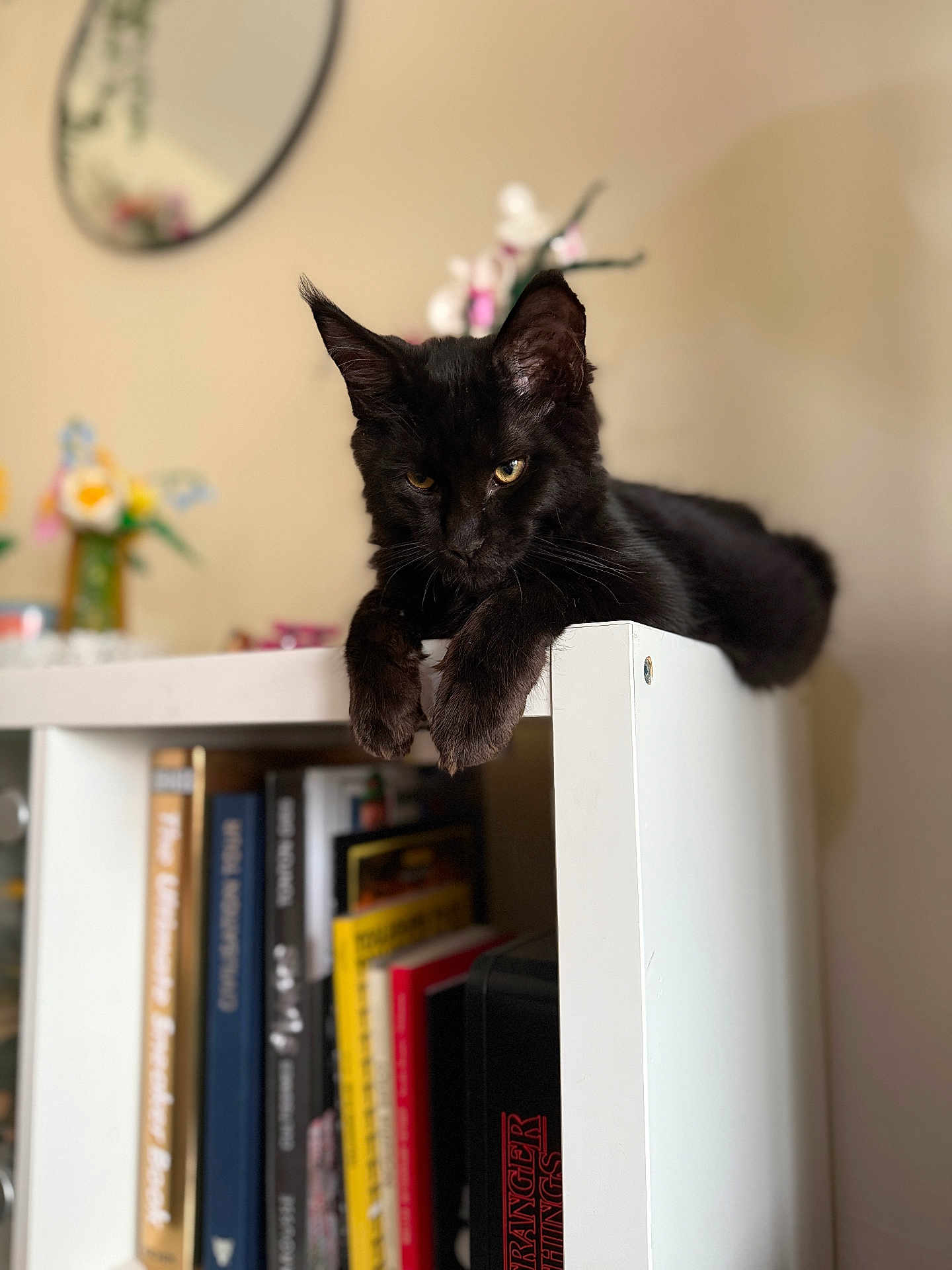 Archie participe au concours pour gagner de l'argent avec cette photo : black_cat, cat, feline, bookshelf, books, indoor, home, furniture, paws, mirror, flowers, blurred_background, relaxed, resting, cute, pet, animal, curious, sitting, white_furniture
