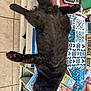 Archie participe au concours pour gagner de l'argent avec cette photo : cat, black_cat, feline, pet, relaxed, lying_down, table, calculator, storage_box, papers, clutter, indoor, tile_floor, whiskers, fur, household_items, catalog, colorful, resting, cozy