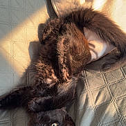 Archie a rejoint le concours — aidez-le/la à gagner de superbes lots ! kitten, black_cat, pet, bed, blanket, sunlight, indoor, animal, cute, fur, whiskers, playful, relaxed, feline, sleepy, cozy, paw, tail, texture, soft