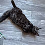 Archie a rejoint le concours — aidez-le/la à gagner de superbes lots ! cat, black_cat, lying_down, floor, wooden_floor, pet_bowl, food, charging_cable, indoor, home, curious, fur, animal, whiskers, ears, relaxed, looking_up, domestic_cat, playful, pet