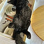 cat, black_cat, feline, pet, sleeping, relaxed, fluffy, fur, tray, coffee_cup, coffee_beans, cinnamon_sticks, table, wooden_table, indoor, domestic_animal, resting, cute, cozy, animal