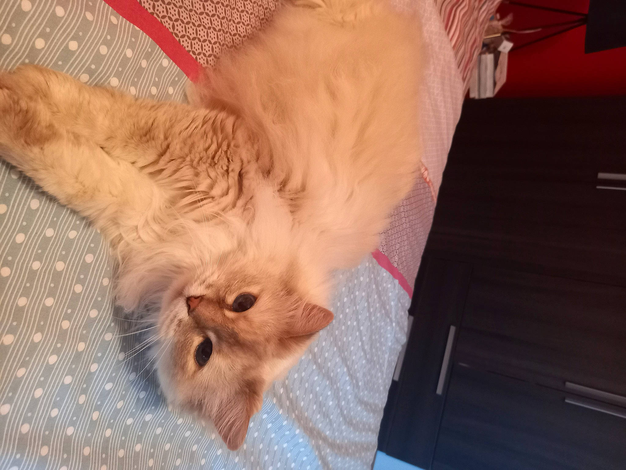 Hope participe au concours pour gagner de l'argent avec cette photo : canidae, carnivore, cat, claw, comfort, companion_dog, dog_breed, domestic_short_haired_cat, fawn, felidae, fur, gesture, nap, paw, sleep, small_to_medium_sized_cats, snout, tail, whiskers, wood