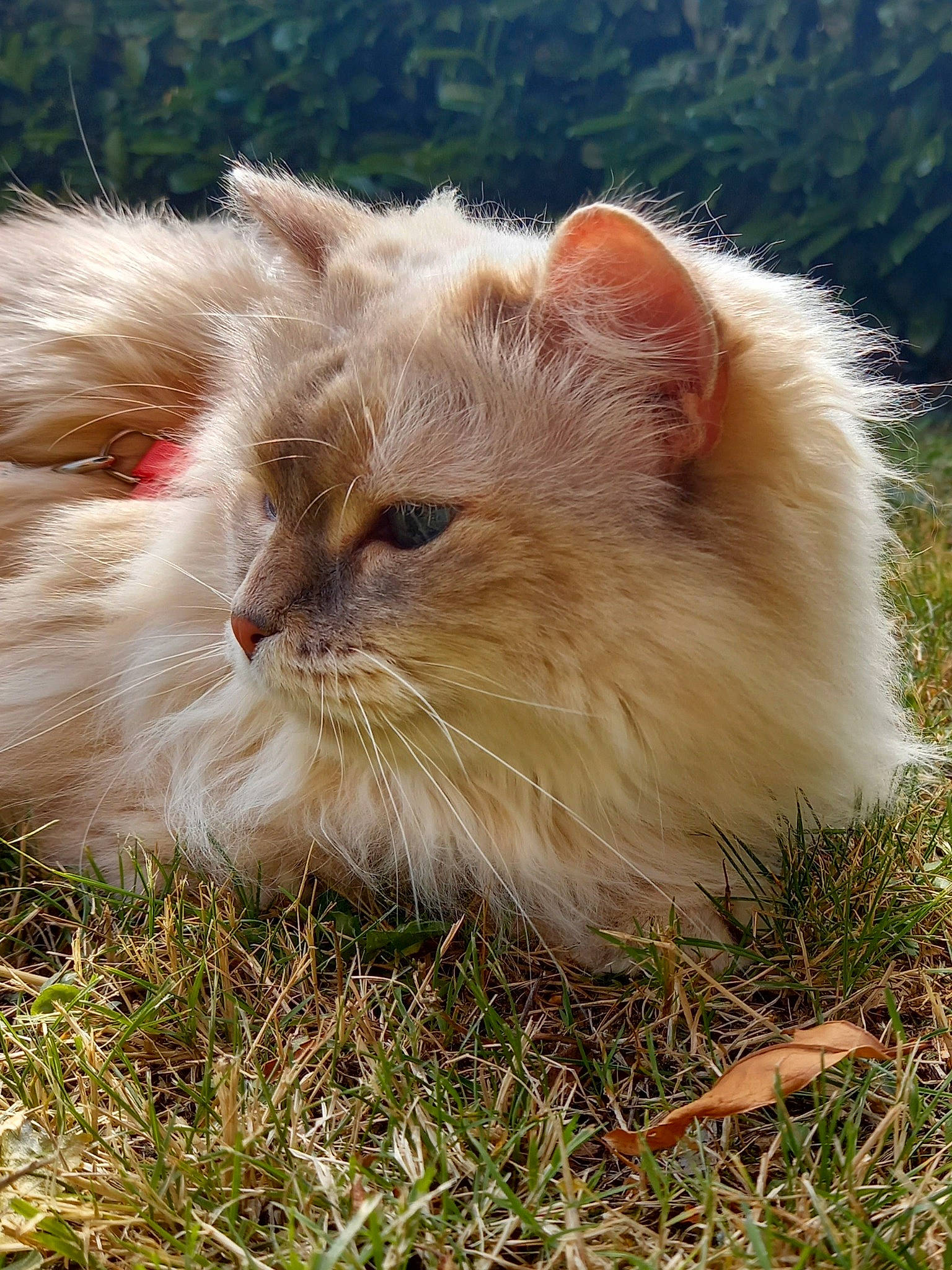 Hope participe au concours pour gagner de l'argent avec cette photo : carnivore, cat, eye, fawn, felidae, flowering_plant, fur, grass, grassland, herbaceous_plant, iris, pasture, persian, plant, small_to_medium_sized_cats, snout, terrestrial_animal, whiskers, wildlife