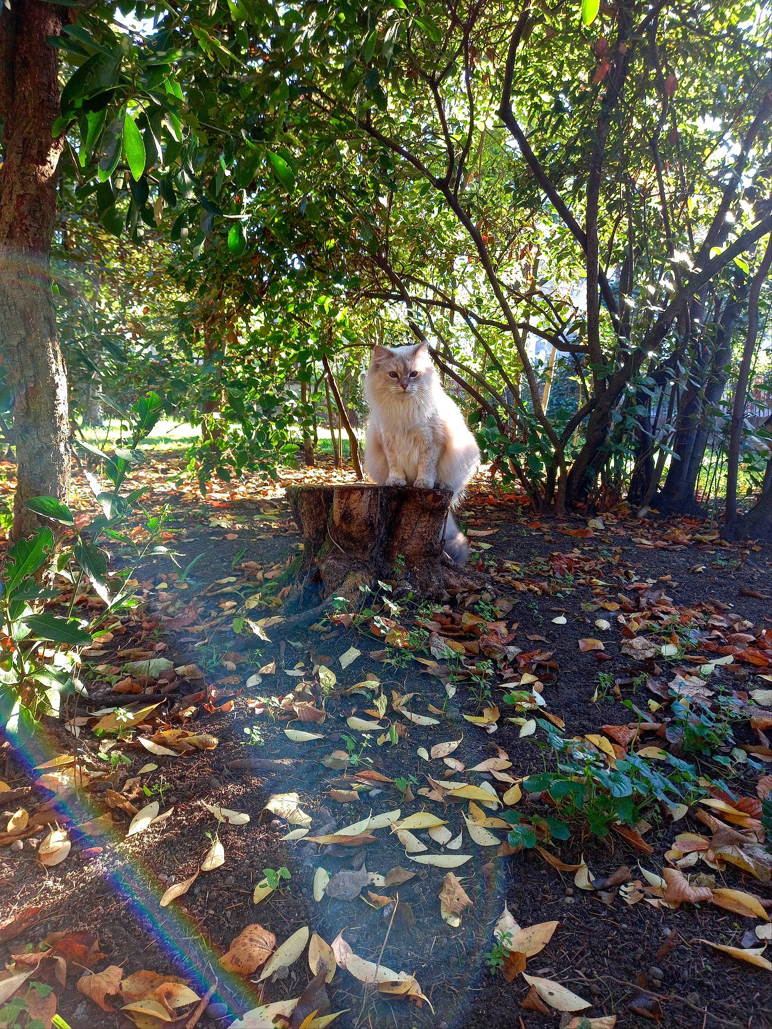 Hope participe au concours pour gagner de l'argent avec cette photo : adaptation, branch, deciduous, fawn, felidae, forest, grass, groundcover, leaf, people_in_nature, plant, road_surface, shade, soil, sunlight, tail, tints_and_shades, tree, trunk, wood