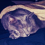 Ali is registered to the contest to win money with this photo: cat, sleeping, gray_cat, blanket, cozy, indoor, pet, fur, paw, resting, cute, animal, mammal, domestic_animal, feline, whiskers, soft, relaxed, nap, bed