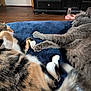 cat, calico_cat, gray_cat, pets, feline, indoor, cozy, blanket, paw, resting, sleeping, fur, animal, wood_floor, furniture, home, closeup, two_animals, relaxation, domestic