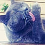 Ali is registered to the contest to win money with this photo: cat, gray_cat, feline, tongue_out, grooming, pet, animal, fur, whiskers, closeup, indoor, relaxed, cute, sleepy, paw, nose, ear, face, tongue, furry