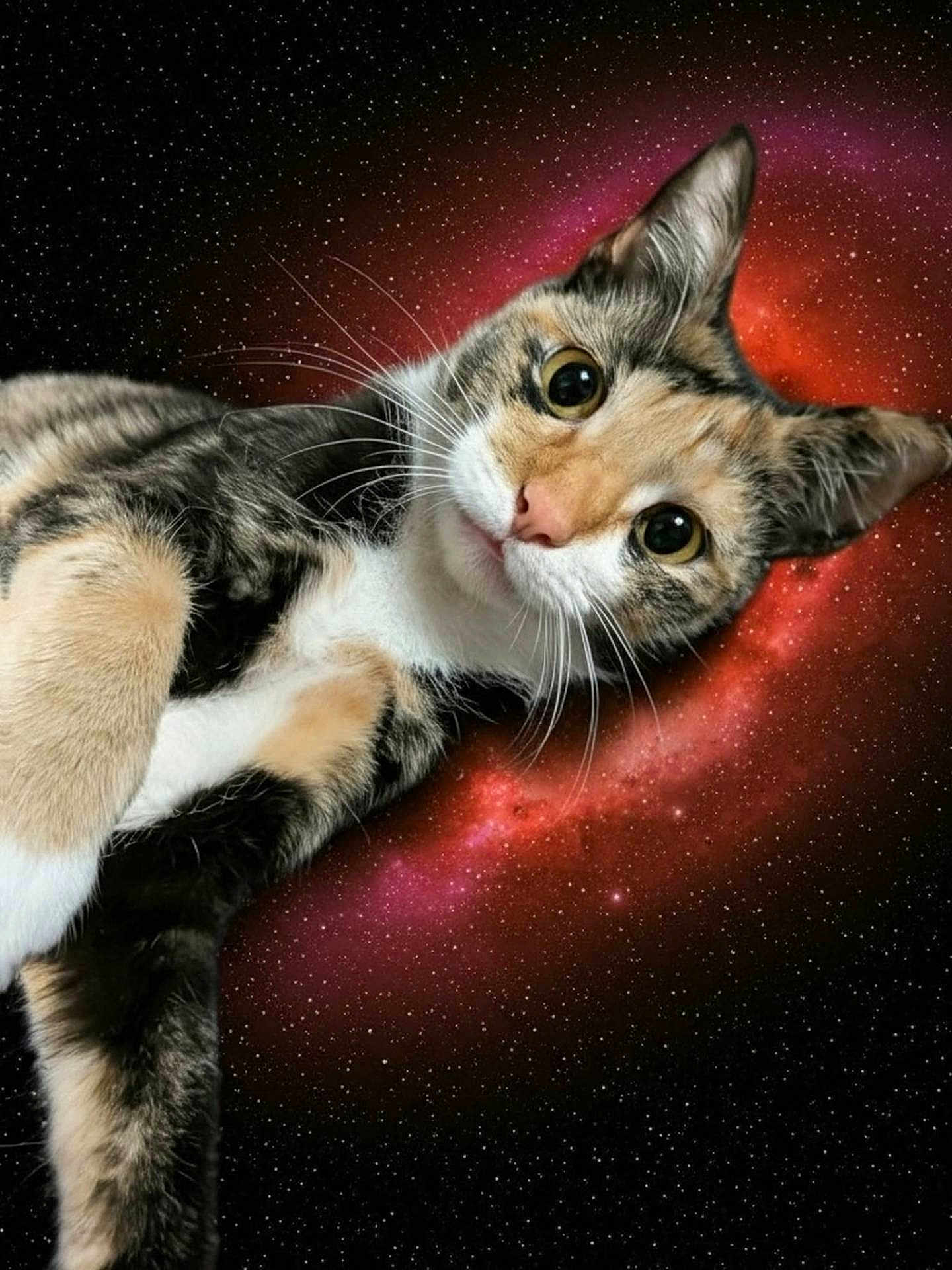 Freya joined the competition — help win amazing prizes! cat, space, galaxy, stars, animal, pet, fur, whiskers, curious, closeup, cosmic, background, orange, black, white, tabby, cute, portrait, wide_eyes, mystical