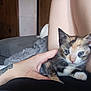 kitten, calico, cat, hand, person, leg, couch, blanket, tattoo, furniture, indoor, pet, cozy, resting, closeup, cute, animal, young, comfort, home