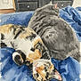 cat, watercolor, painting, art, animal, feline, cozy, snuggling, blue_blanket, fur, tabby_cat, calico_cat, indoor, resting, curious, soft_colors, home, furniture, bedroom, cute