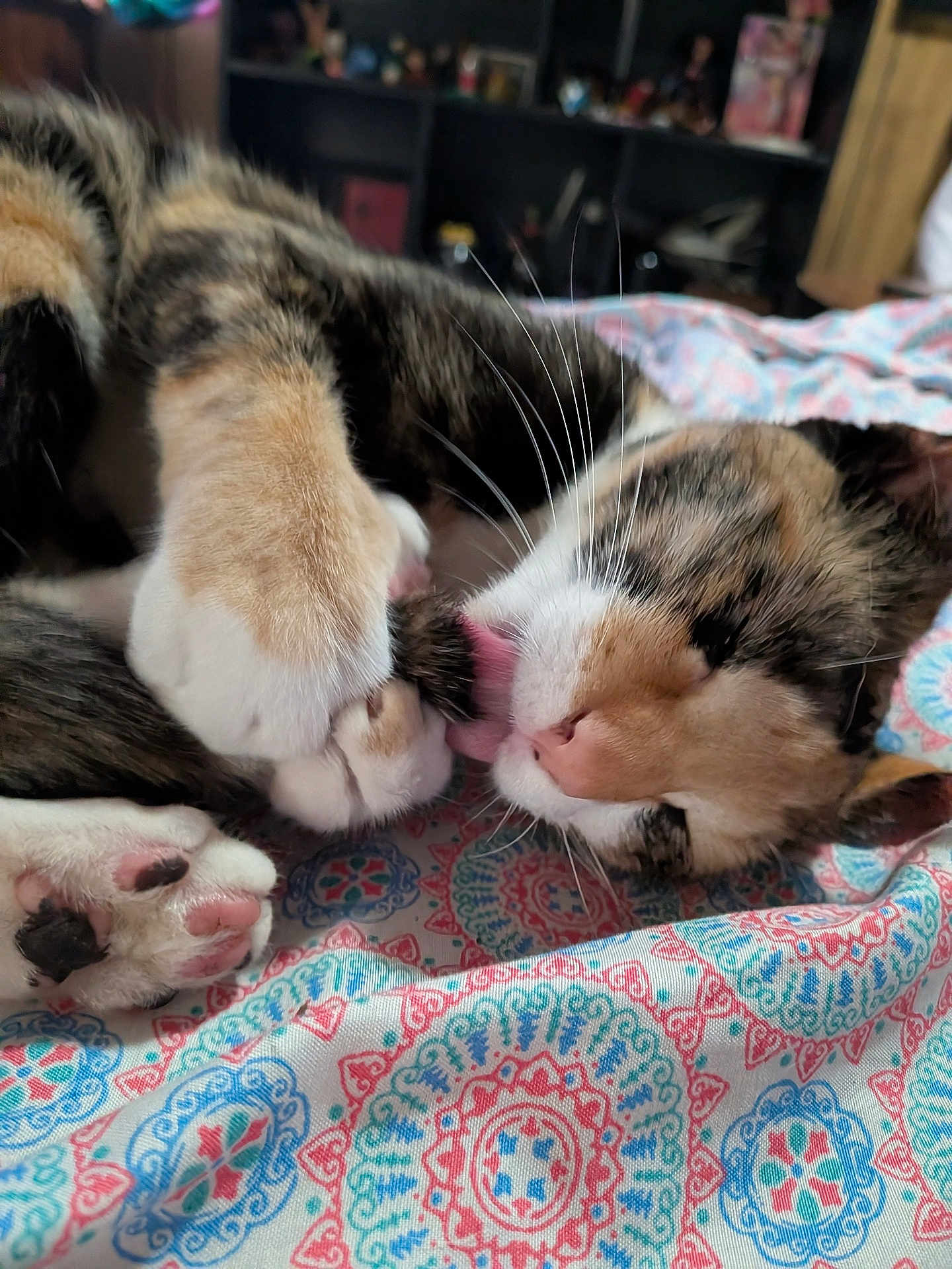 Freya is registered to the contest to win money with this photo: animal, blanket, cat, closeup, cozy, cute, feline, fur, indoor, licking, patterned, paw, pet, pink_nose, relaxed, resting, sleepy, soft, tabby, whiskers