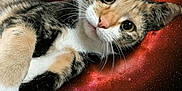 Freya joined the competition — help win amazing prizes! animal, background, black, calico, cat, close_up, cosmic, curious, exploration, fur, galaxy, nebula, orange, playful, portrait, space, stars, whiskers, white, wide_eyes