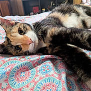 Freya joined the competition — help win amazing prizes! cat, calico, bedspread, patterned, indoor, pet, feline, resting, closeup, whiskers, ears, fur, relaxed, colorful, cute, animal, sleepy, home, soft, portrait