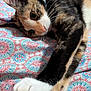 Freya is registered to the contest to win money with this photo: cat, calico, paw, whiskers, fur, bedspread, patterned_blanket, resting, stretching, animal, pet, cute, closeup, indoor, feline, soft, relaxed, colorful, curious, sleepy