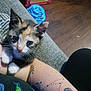Freya is registered to the contest to win money with this photo: animal, arm, box, calico, casual, cat, closeup, couch, cute, feline, human, indoor, kitten, paw, pet, resting, tattoo, toy, wooden_floor, young