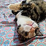 cat, pet, lying_down, bedspread, patterned, colorful, whiskers, pink_nose, curious, cute, feline, indoor, relaxed, fur, tabby, white_paws, close_up, animal, resting, playful