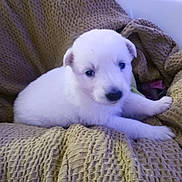 Khaleesi is registered to the contest to win money with this photo: animal, blanket, close_up, couch, cozy, cute, dog, fur, indoor, looking_at_camera, nose, paws, pet, portrait, puppy, puppy_face, sitting, soft_lighting, textured_blanket, white_fur