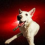 Khaleesi is registered to the contest to win money with this photo: dog, white_dog, happy, smiling, space, stars, cosmic, red_background, floating, leaping, animal, pet, fur, ears, mouth_open, playful, portrait, isolated, vibrant, surreal
