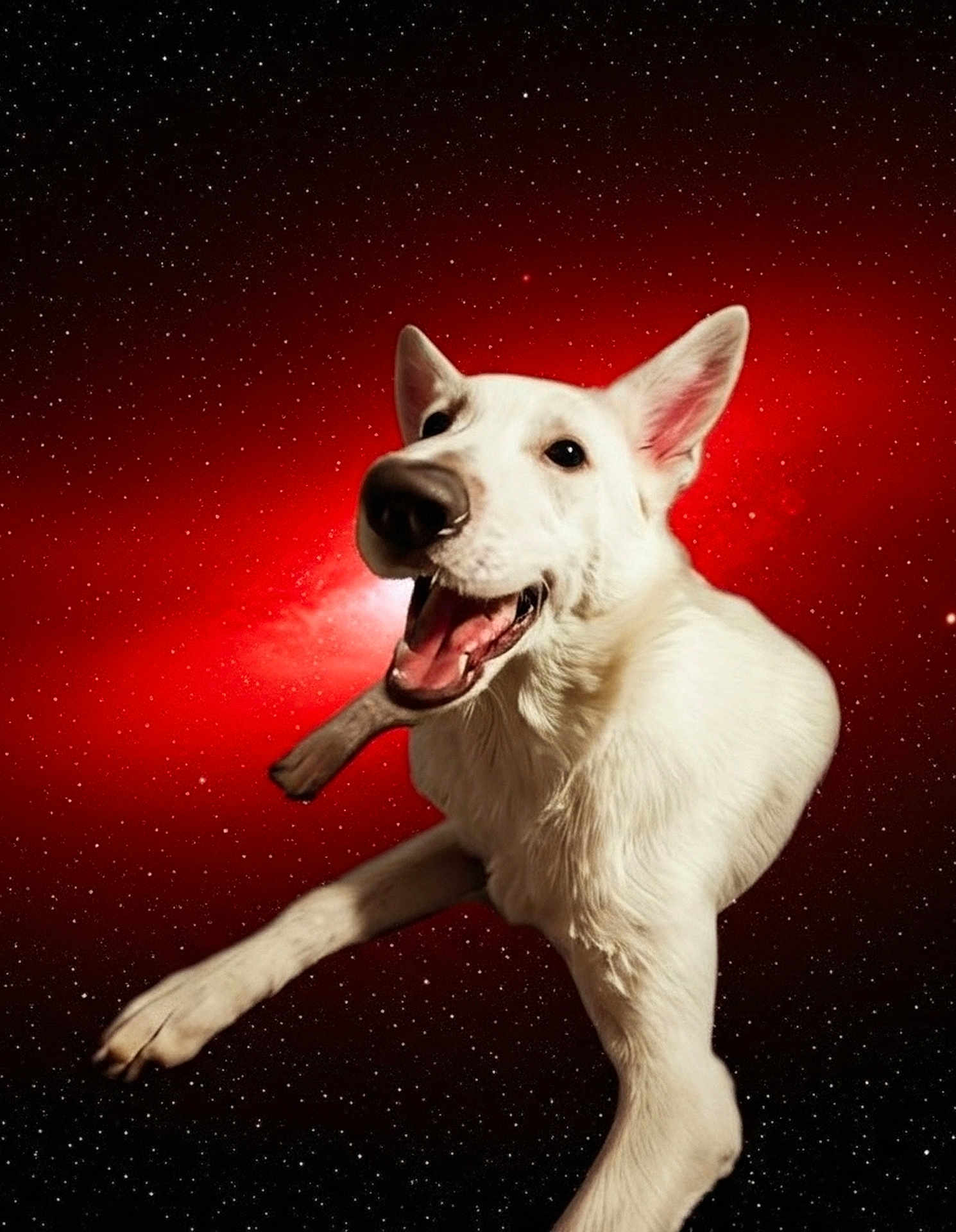 Khaleesi is registered to the contest to win money with this photo: dog, white_dog, happy, smiling, space, stars, cosmic, red_background, floating, leaping, animal, pet, fur, ears, mouth_open, playful, portrait, isolated, vibrant, surreal