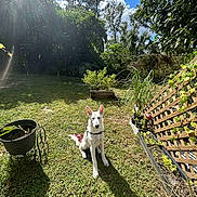 Khaleesi is registered to the contest to win money with this photo: dog, white_dog, grass, garden, plants, sunlight, shadow, trees, sky, clouds, fence, outdoor, nature, pet, canine, greenery, daytime, wooden_lattice, potted_plants, backyard