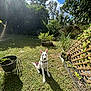 backyard, canine, clouds, daytime, dog, fence, garden, grass, greenery, nature, outdoor, pet, plants, potted_plants, shadow, sky, sunlight, trees, white_dog, wooden_lattice