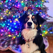 Indie joined the competition — help win amazing prizes! animal, blurred_background, carpet, christmas, christmas_tree, collar, colorful, cute, decorations, dog, festive, fur, holiday, indoor, lights, pet, portrait, sitting, tag, tree_skirt
