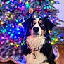 animal, blurred_background, carpet, christmas, christmas_tree, collar, colorful, cute, decorations, dog, festive, fur, holiday, indoor, lights, pet, portrait, sitting, tag, tree_skirt