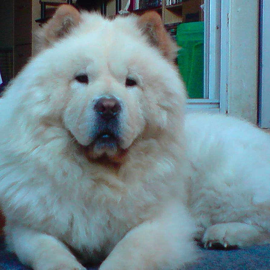 Chinook