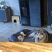 Tornade Noisette participe au concours pour gagner de l'argent avec cette photo : animal, cabinet, cat, companion, cotton_branches, cozy, dog, domestic, floor, furniture, home, indoor, living_room, pet_bed, relaxing, resting, tile_floor, two_animals, vase, wooden_pet_house