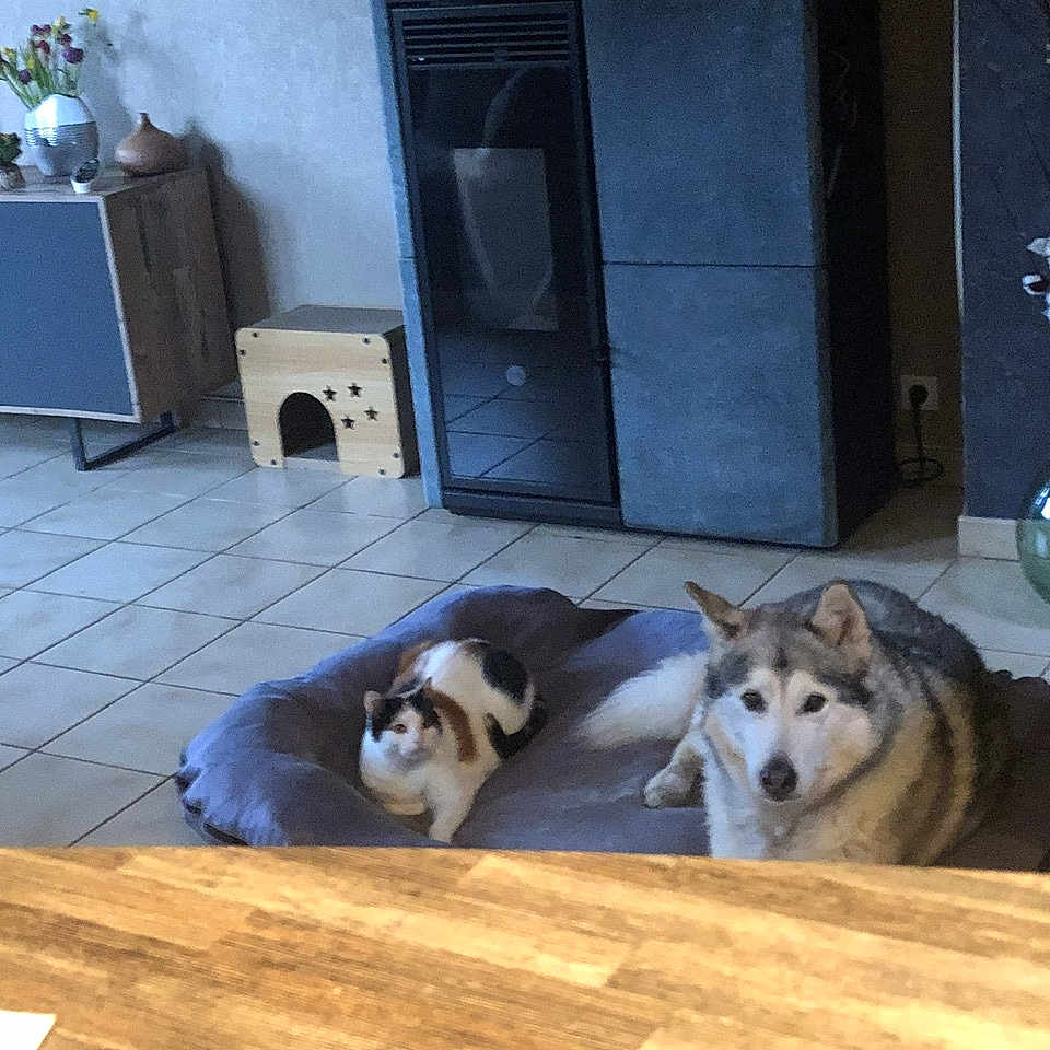 Tornade Noisette participe au concours pour gagner de l'argent avec cette photo : animal, cabinet, cat, companion, cotton_branches, cozy, dog, domestic, floor, furniture, home, indoor, living_room, pet_bed, relaxing, resting, tile_floor, two_animals, vase, wooden_pet_house