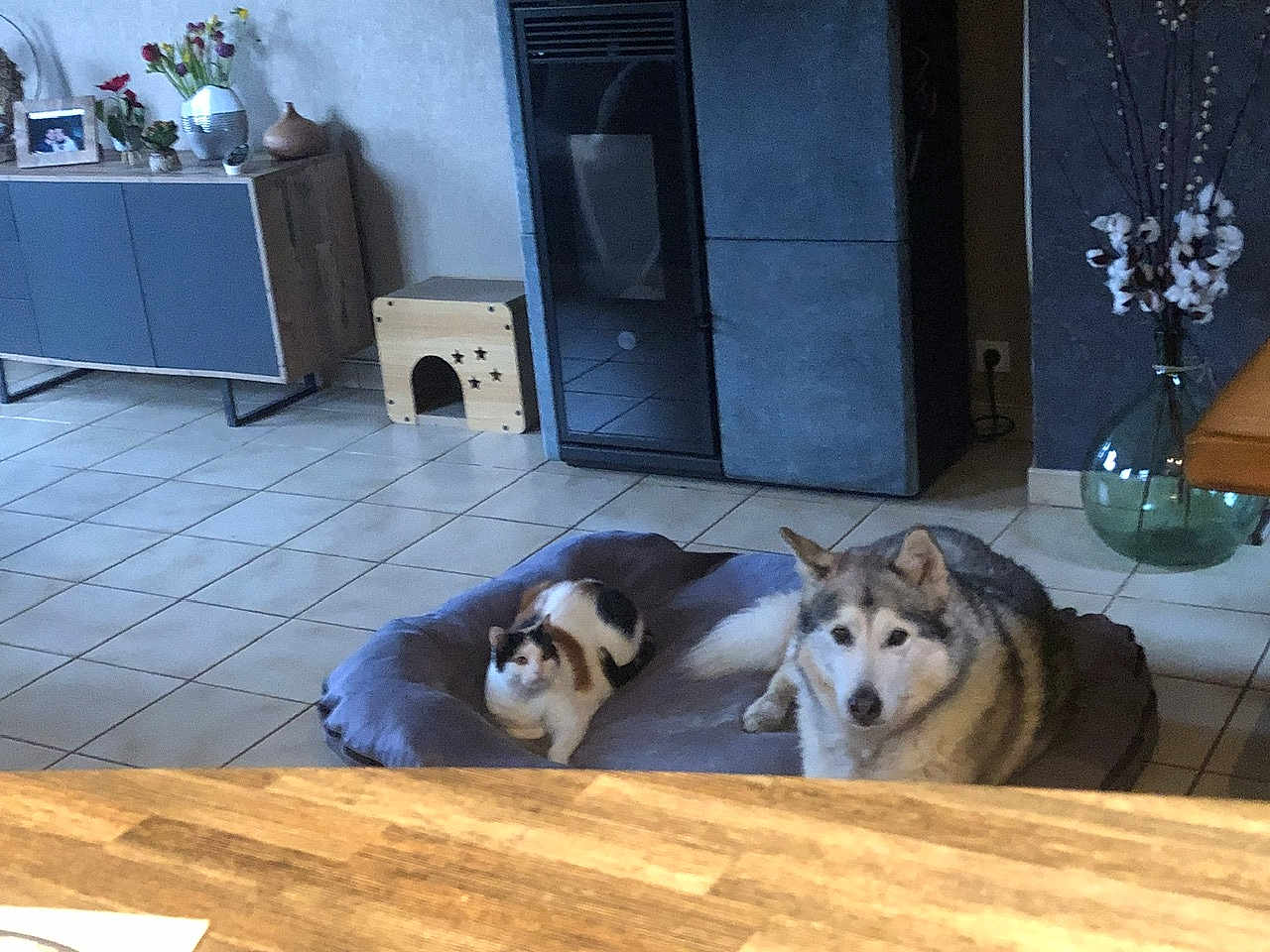 Tornade Noisette participe au concours pour gagner de l'argent avec cette photo : animal, cabinet, cat, companion, cotton_branches, cozy, dog, domestic, floor, furniture, home, indoor, living_room, pet_bed, relaxing, resting, tile_floor, two_animals, vase, wooden_pet_house