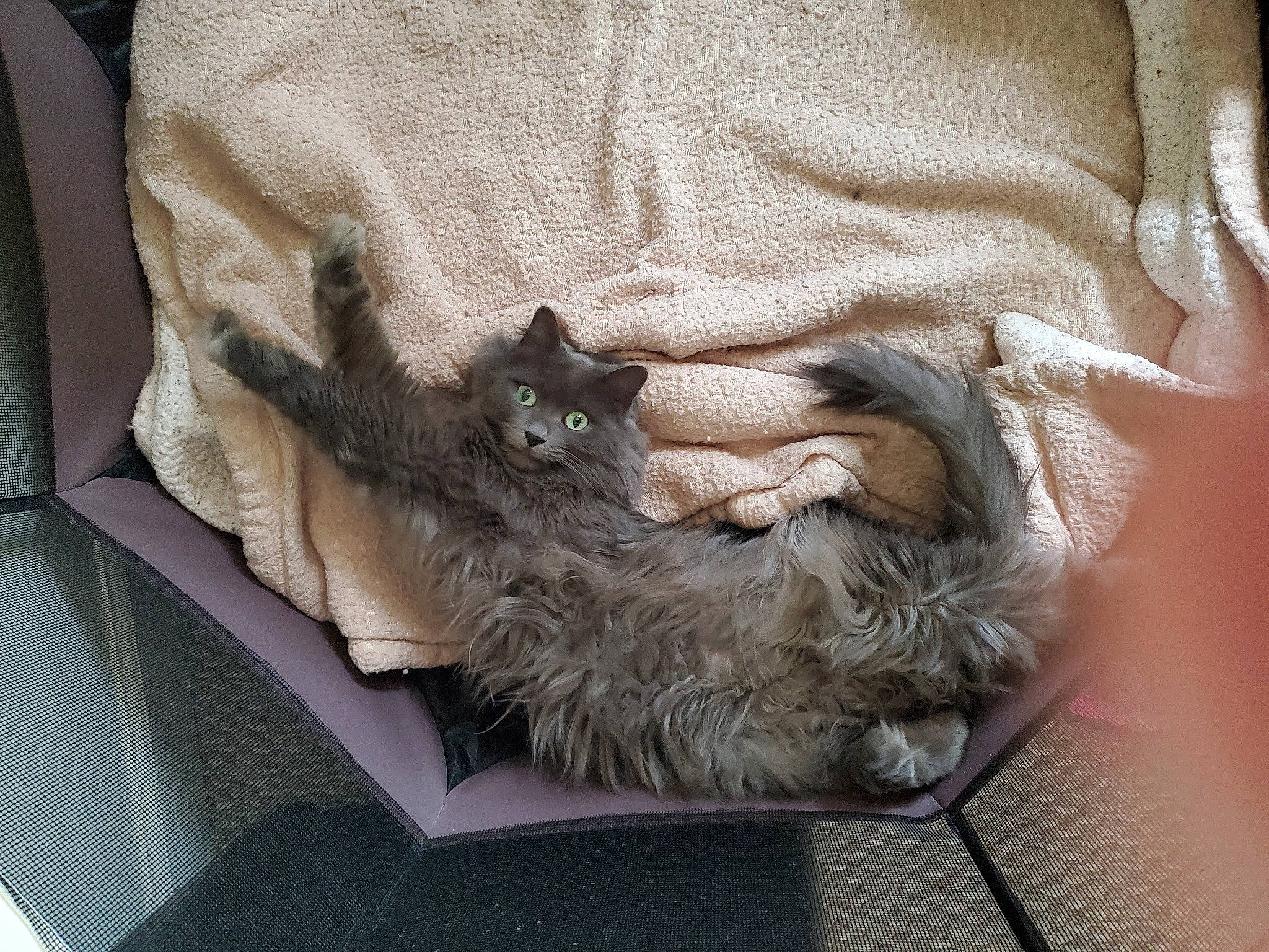 Marley joined the competition — help win amazing prizes! bag, baggage, carnivore, cat, claw, comfort, dog_breed, domestic_short_haired_cat, fawn, felidae, fur, grey, linens, paw, small_to_medium_sized_cats, tail, whiskers