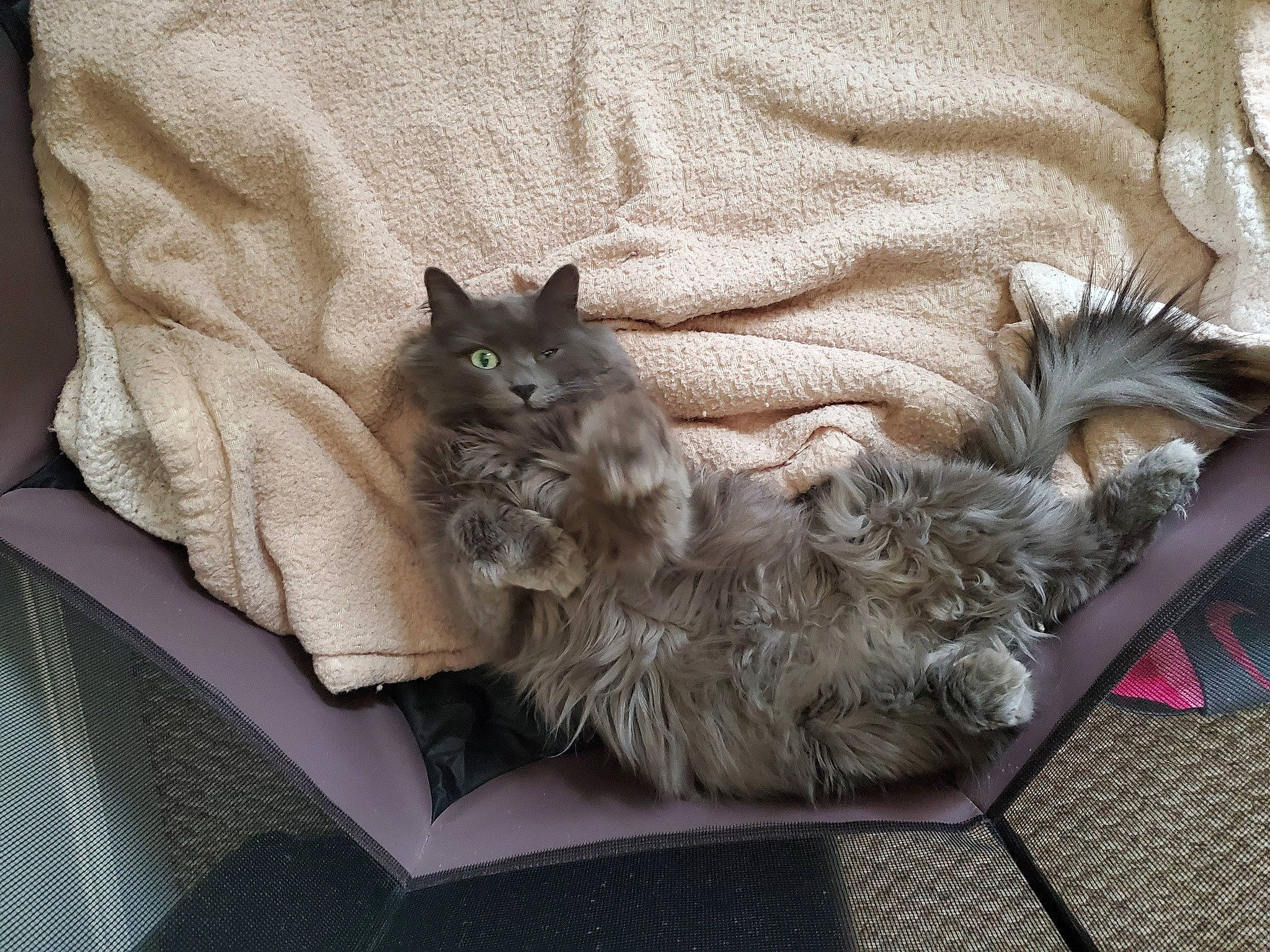 Marley is registered to the contest to win money with this photo: british_longhair, canidae, carnivore, cat, claw, comfort, companion_dog, dog_breed, domestic_short_haired_cat, fawn, felidae, fur, grey, mammal, paw, small_to_medium_sized_cats, snout, tail, vertebrate, whiskers