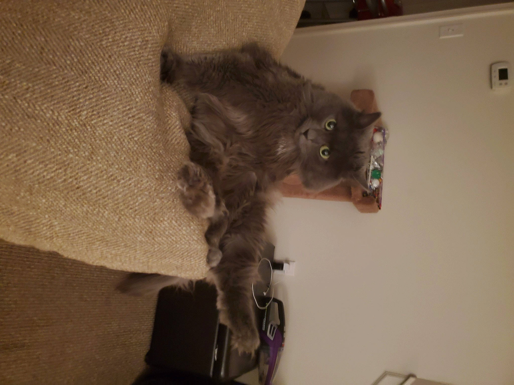 Marley is registered to the contest to win money with this photo: bag, black_cat, canidae, carnivore, cat, comfort, dog_breed, domestic_short_haired_cat, fawn, felidae, fur, grey, liver, luggage_and_bags, room, small_to_medium_sized_cats, snout, sporting_group, tail, whiskers