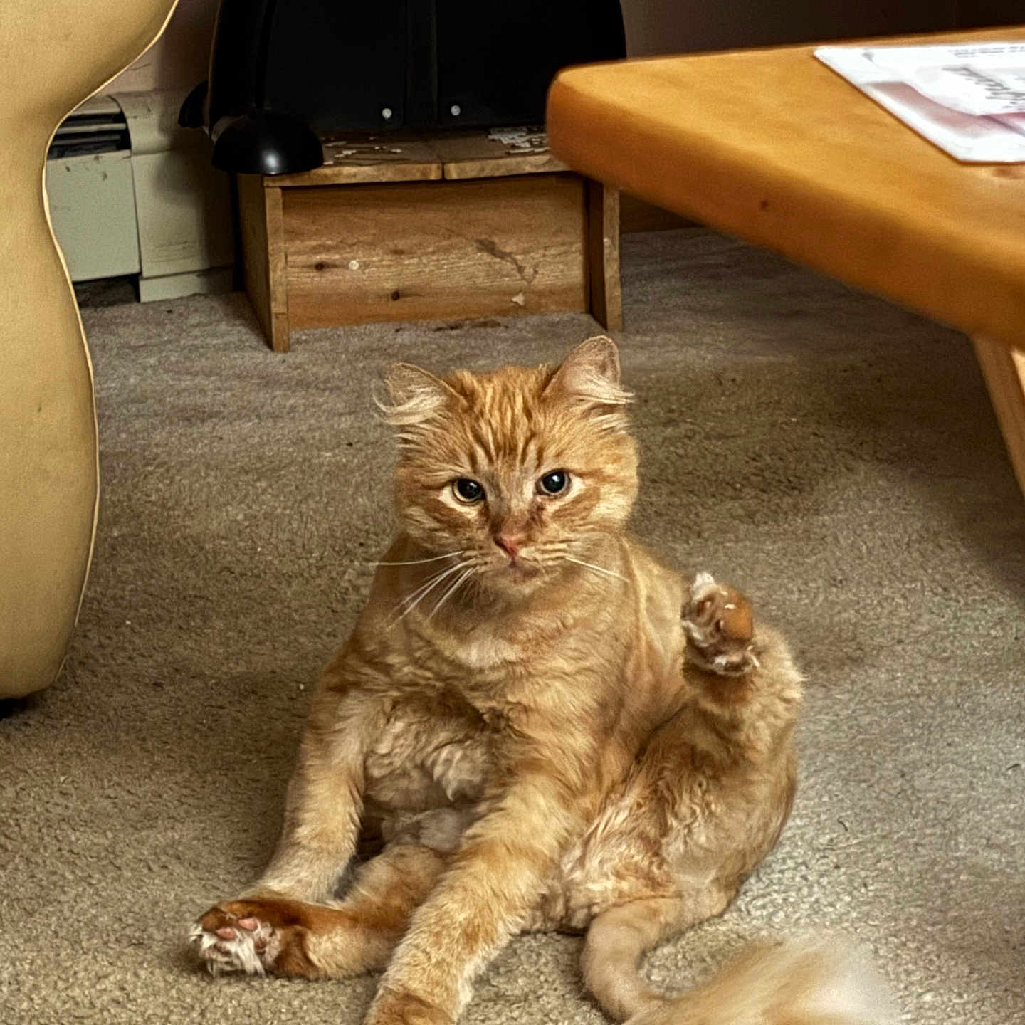 Sammy is registered to the contest to win money with this photo: animal, armchair, carpet, cat, cozy, cute, fluffy, furniture, home, indoor, looking_at_camera, orange_tabby, paw, pet, relaxed, sitting, table, tail, whiskers, wooden_box