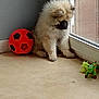 animal, corner, cute, dog, domestic, floor, fluffy, furry, house, indoor, light, lonely, pet, playful, puppy, resting, soccer_ball, toy, window, young