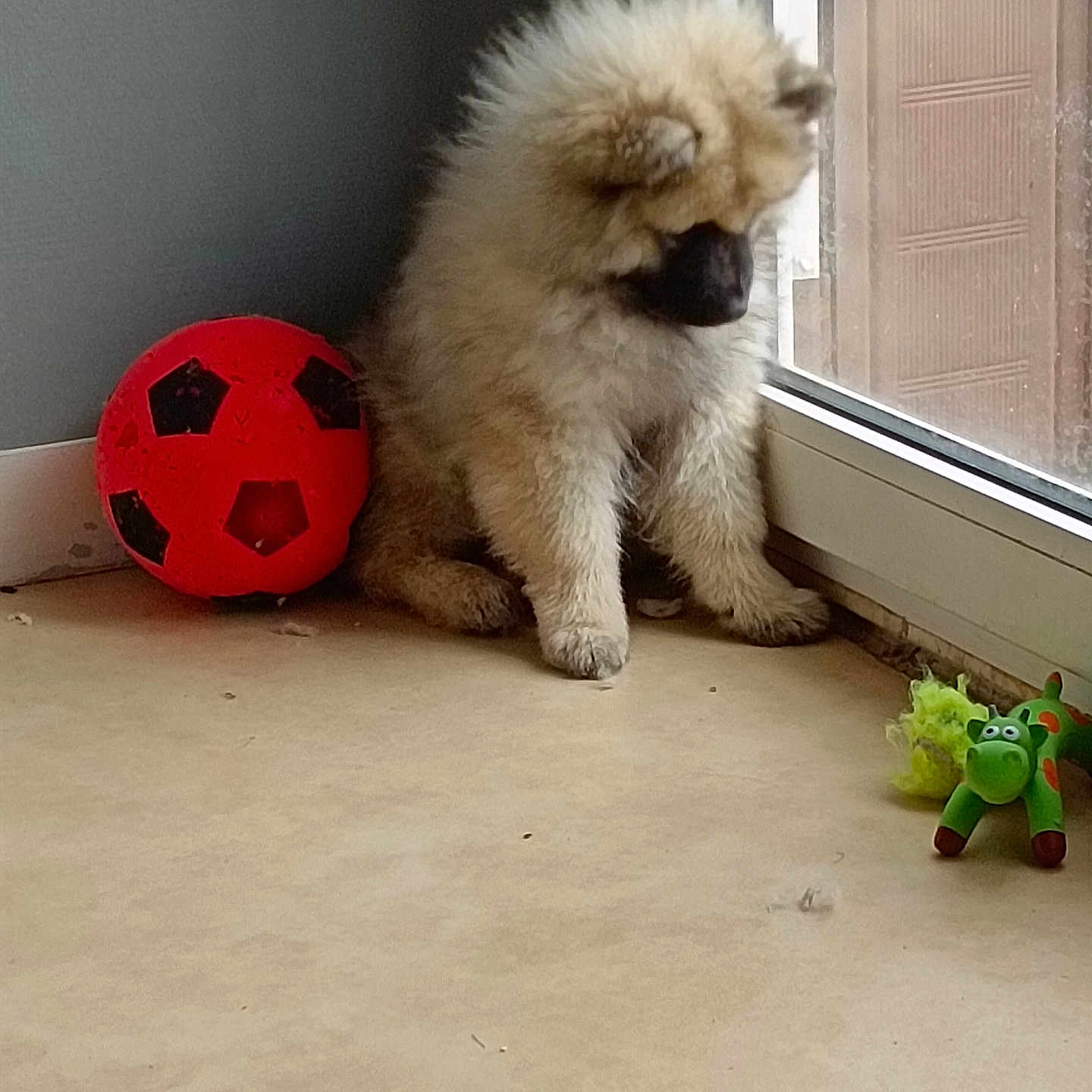 Nala a rejoint le concours — aidez-le/la à gagner de superbes lots ! animal, corner, cute, dog, domestic, floor, fluffy, furry, house, indoor, light, lonely, pet, playful, puppy, resting, soccer_ball, toy, window, young