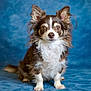 dog, brown, white, fluffy, long_hair, portrait, studio, pet, animal, cute, small_dog, ears_up, sitting, looking_at_camera, furry, close_up, blue_background, eyes, nose, front_paws