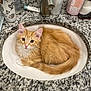cat, orange_cat, sink, bathroom, granite_countertop, curious, fluffy, pet, domestic_cat, fur, animal, cute, indoor, toiletries, mirror, tap, white, relaxed, looking_at_camera, home
