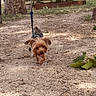 Vany participe au concours pour gagner de l'argent avec cette photo : dog, small_dog, leash, walking, outdoor, tree, dirt, leaves, happy, pet, canine, nature, park, grass, sunlight, tongue_out, fur, ears, tail, playful