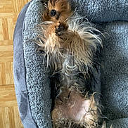 Vany a rejoint le concours — aidez-le/la à gagner de superbes lots ! dog, pet_bed, lying_down, relaxed, small_dog, scruffy, fur, cozy, indoor, wooden_floor, paw, sleepy, cute, animal, canine, resting, bed, domestic_animal, fur_texture, companion