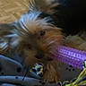 Vany a rejoint le concours — aidez-le/la à gagner de superbes lots ! dog, toy, playing, blanket, floor, parquet, indoor, pet, animal, rope_toy, purple, yellow, cozy, small_dog, fur, ears, mouth, paw, chew_toy, leash