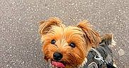 Vany a rejoint le concours — aidez-le/la à gagner de superbes lots ! dog, small_dog, leash, harness, tongue_out, happy, pet, canine, outdoor, pavement, walking, fur, brown_fur, black_fur, cute, animal, companion, friendly, looking_up, alert