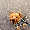 dog, small_dog, leash, harness, tongue_out, happy, pet, canine, outdoor, pavement, walking, fur, brown_fur, black_fur, cute, animal, companion, friendly, looking_up, alert